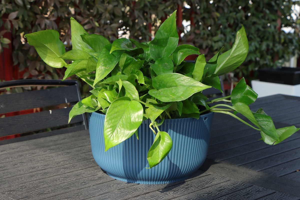 悬挂家居阳台吊篮花盆花篮藤编装饰北欧现代风格绿萝园艺义乌出口悬挂家居阳台吊篮花盆花篮藤编装饰北欧现代茏达森园艺详情34