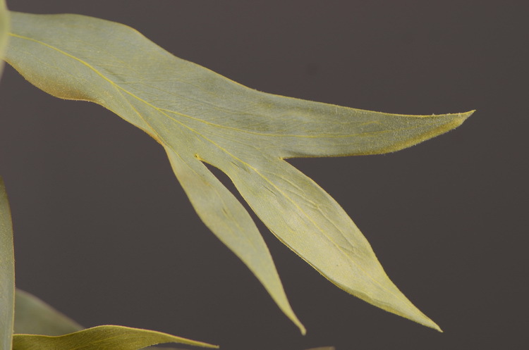 Dongli Flower Industry offers wholesale of artificial double-sided leaves, antler leaves, silver birch leaves, green plants, artificial green plants, indoor living room soft decoration, flower arrangement and matching materials pic 17