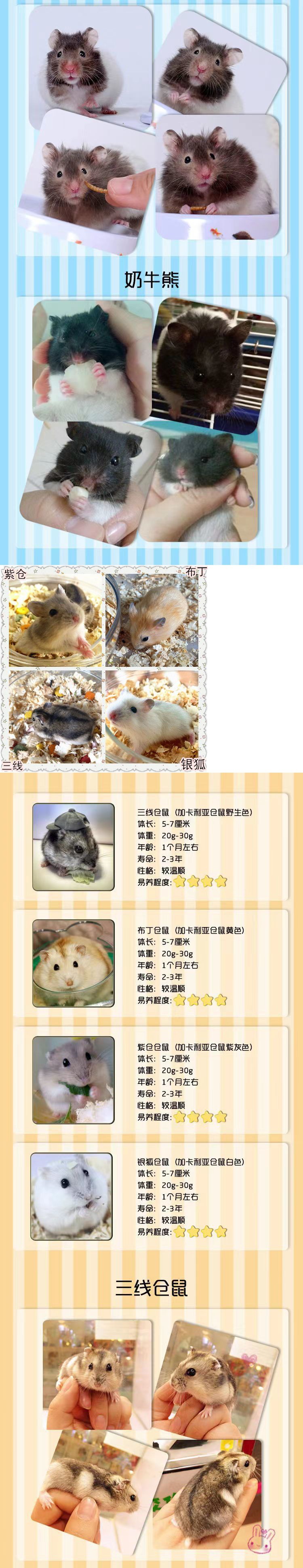 仓鼠批发小银狐布丁三线紫仓包活情侣幼崽一只金丝熊活体宝宝一对详情5