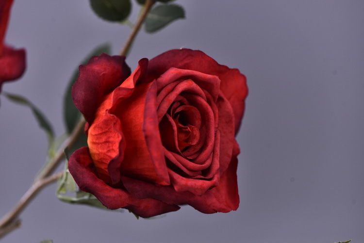 5 pieces of retro charred edge rose artificial flower decoration, artificial flower imitation dried flower, home soft decoration withered and dry, wedding Lanjin artificial rose wholesale pic 18