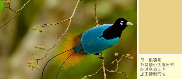 厂家直销 diy硬大飘羽毛 天使翅膀羽毛 耳环项链配饰装饰羽毛详情10