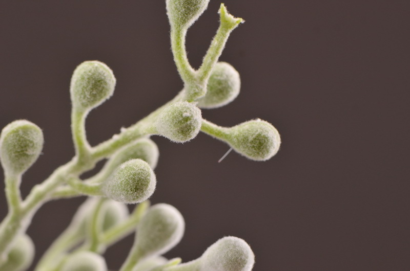 Dongli Flower Industry Factory Direct sales, wholesale of artificial flowers and fake flowers, 2-fork-scented green leaves, home decoration sample rooms, photography fake flower ornaments, one-piece consignment pic 12