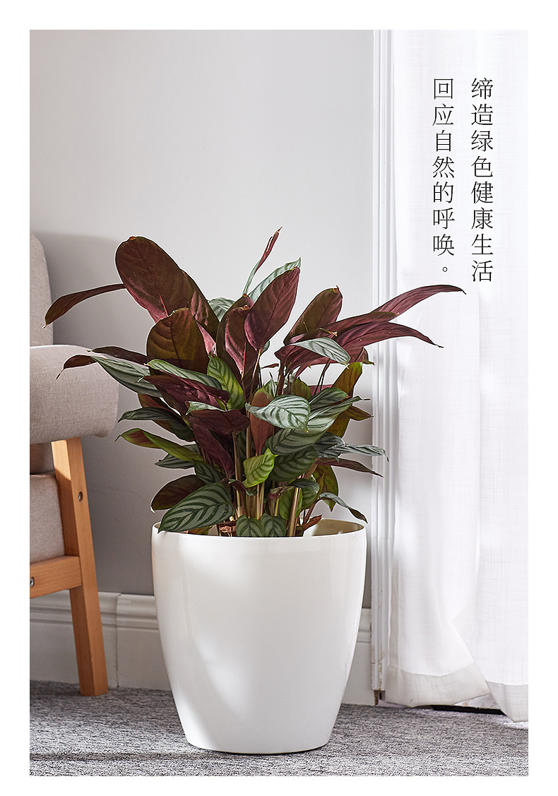 新款日式家用塑料大口径亮面落地办公室卧室客厅阳台圆形绿植花盆详情10