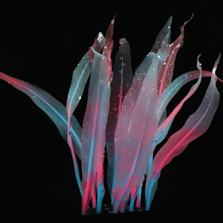 Aquarium fish tank landscape decoration Silicone simulation soft coral - kelp M25cm/S18cm pic 31