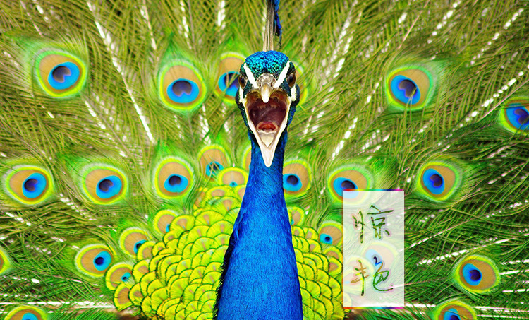 现货批发25-130cm孔雀羽毛 天然大眼睛孔雀毛diy手工饰品头饰装饰详情12