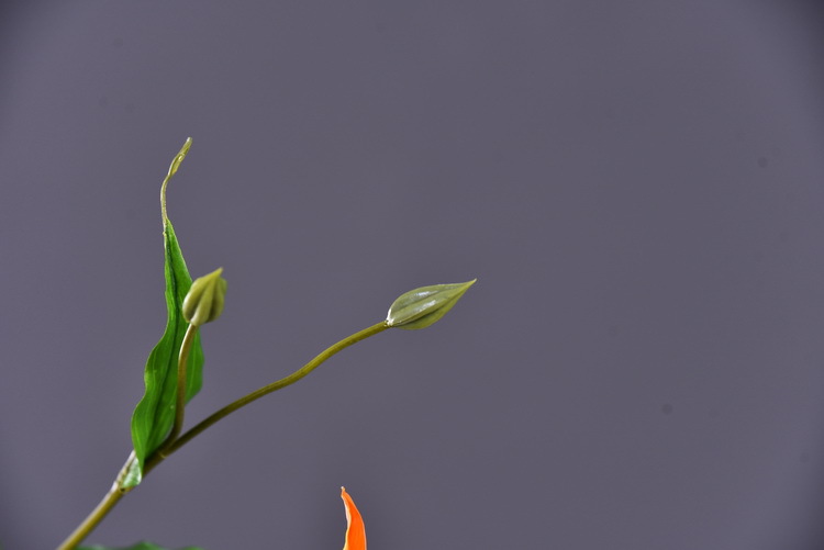 Lanjin artificial Plant Long Branch 3-head Jialan Flame Lily, high-end artificial flower, artificial flower, artificial flame lily, strange lily, home decoration pic 38