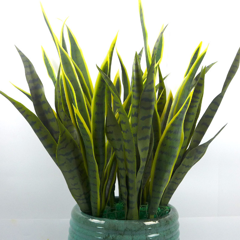 Simulated tiger skin lily, desert plant, simulated agave, single tiger skin lily, yellow-edged tiger skin lily, Phalaenopsis leaves pic 1