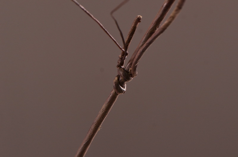 Flower Knowledge, simulating spring rain leaves, New Chinese-style Zen-inspired soft furnishings, flower leaf materials, simulating touch, autumn leaves, home decorations, floral art pic 8