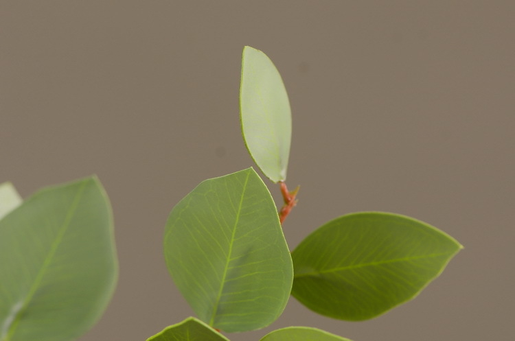 Dongli Flower Industry, the original manufacturer, offers direct sales of green plants in stock, wholesale of artificial leaves, round leaves with fruits, eucalyptus leaves, eucalyptus leaves, and one-piece consignment pic 16