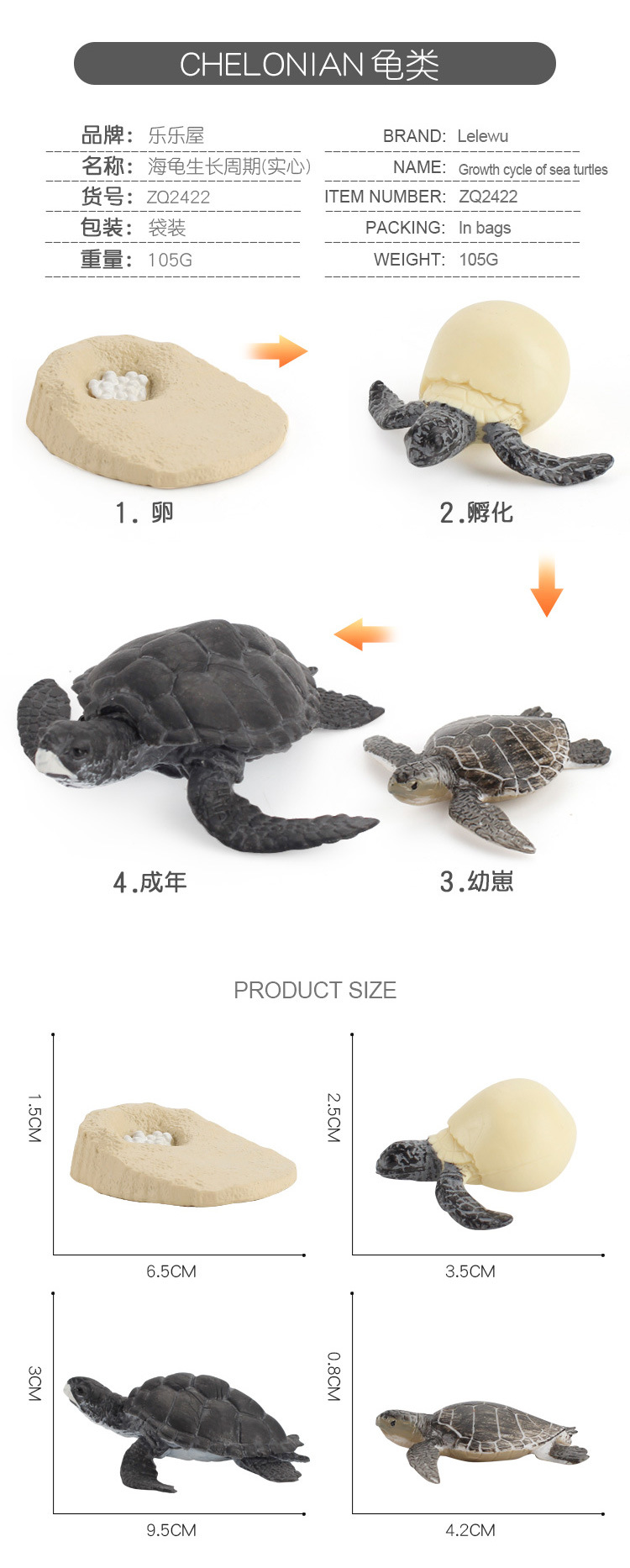 龟类成长周期_04.jpg