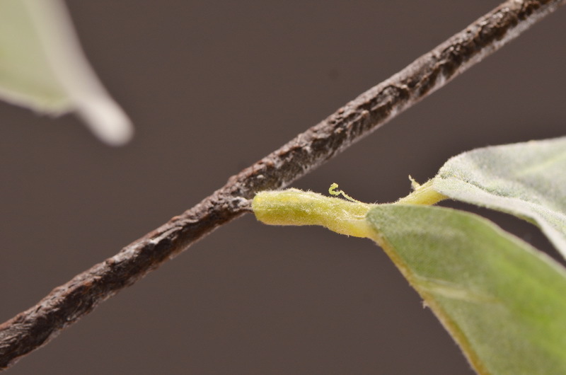 Factory direct sales of artificial leaves, wholesale of flocking artificial paulownia leaves, flower arrangement leaf materials, photography props, artificial green plants pic 12