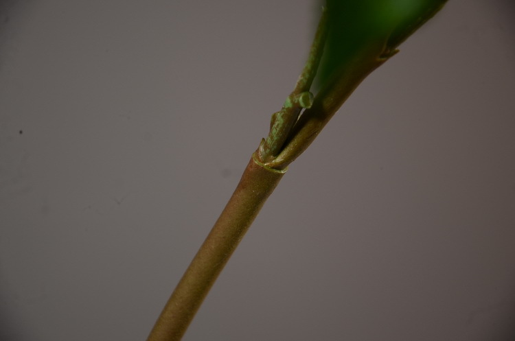 Factory wholesale of artificial flowers, direct sales from the manufacturer, wholesale of artificial green plants, home decoration flowers, red artificial leaves, artificial maple leaves pic 33