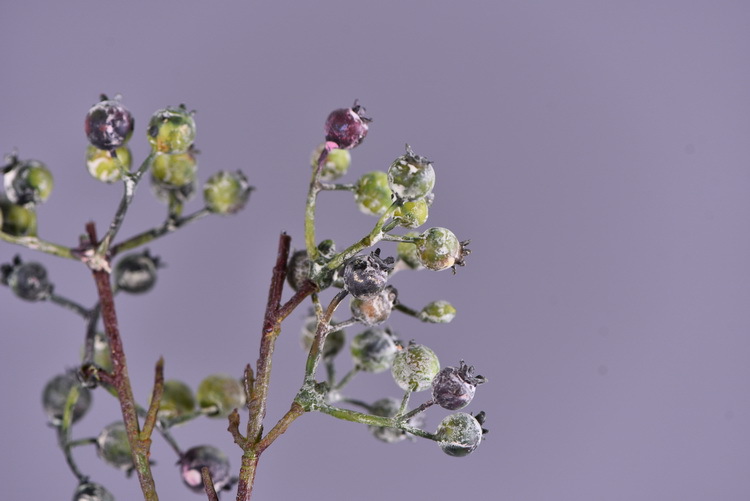 Factory direct sales of artificial Ma Sang Fruit Mountain return artificial berries wholesale living room model room banquet decoration wild fruits pic 12