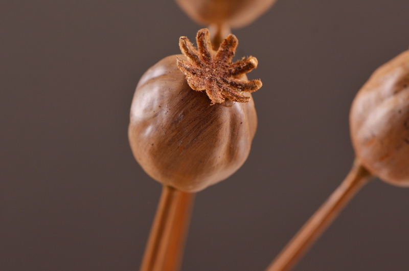 Wholesale of high-end artificial fruits, artificial flowers, photography props, teaching AIDS, dried artificial flowers and flower arrangement materials from the original factory pic 5