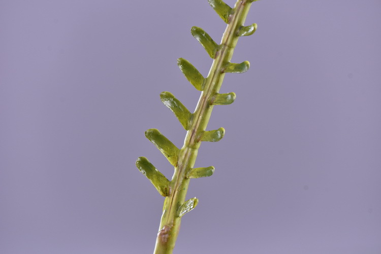 Factory direct sales of artificial green plants wholesale, artificial fern leaves, peacock fern, home banquet, homestay, wedding artificial plants, Lanjin artificial ferns pic 31