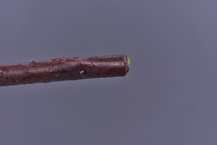 Factory wholesale of artificial leaves, autumn leaves, artificial peach leaves, wood leaves, flower arrangements, leaf materials, soft decoration, visual merchandising, floral design, and plants pic 9