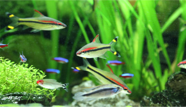水族鱼缸过滤配套过滤设备HQJ-700G抽水泵8w多功能潜水泵详情28