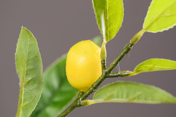 2-9小枝柠檬.JPG