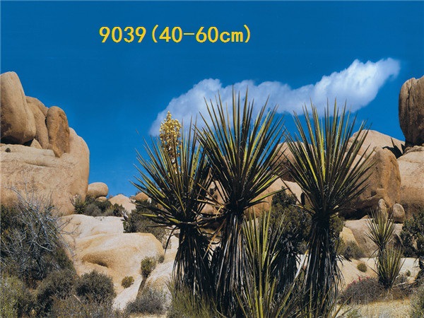 Wholesale production of 60cm high single-sided thin paintings, various ecological aquarium background paintings. Craft paintings. Aquarium equipment pic 61