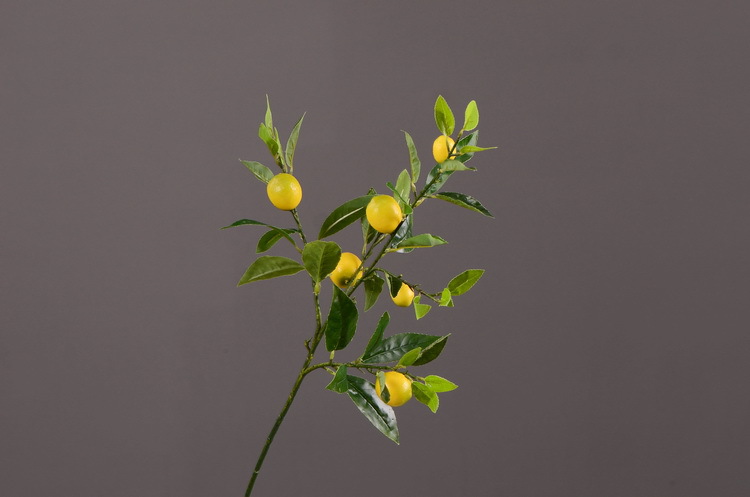 2-6小枝柠檬.JPG
