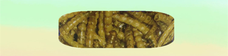 批发微波干燥面包虫MD Mealworm 可做出口 鱼饲料龟饲料详情28