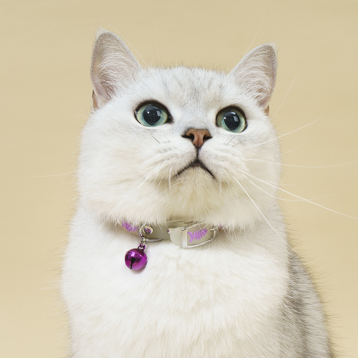 Pet decoration products: Fluorescent silicone collars for cats and dogs with small fish patterns and bells to prevent loss at night pic 6