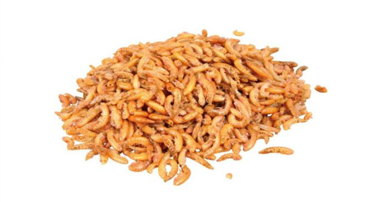 Wholesale fish feed, turtle feed, fish food, turtle food, dried hook shrimp Gammarus can be traded for export pic 7