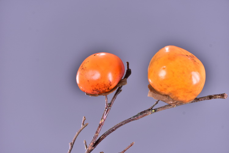 Wholesale of artificial persimmons, home living room model room soft decoration ornaments, money fruit, high-end artificial berries, decorative artificial flowers pic 6