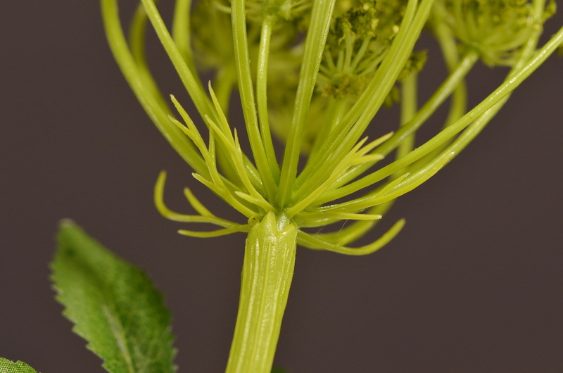 Wholesale of artificial lace and artificial green plants from the original factory, flower arrangement materials, and artificial plants for home, hotel, wedding and decoration pic 22