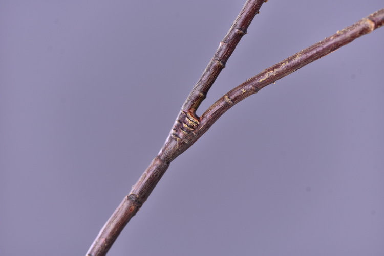 Wholesale of artificial persimmons, home living room model room soft decoration ornaments, money fruit, high-end artificial berries, decorative artificial flowers pic 7