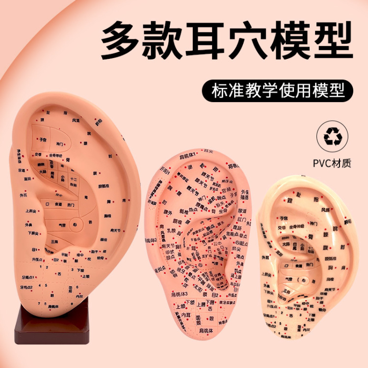 13 16 22CM耳穴模型多穴位针灸耳朵穴位模型耳穴模具耳模型带支架教学实验模型