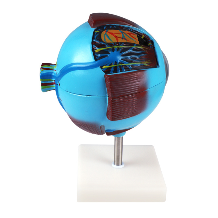 Eyeball model magnification model, medical student experimental teaching model equipment details Picture