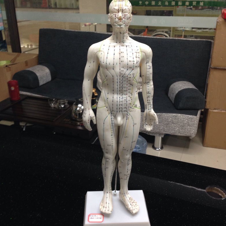 Medical teaching equipment, human acupuncture point models, male and female acupuncture eardrum, foot mask and hand models Application Scenario