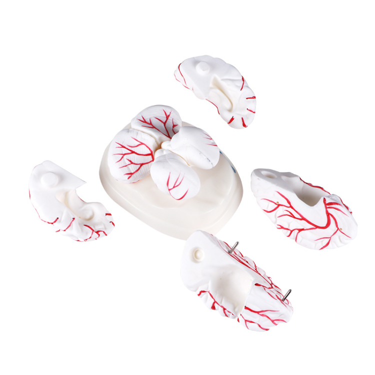 人体实验教学模型 脑动脉模型 大脑模型Cerebral artery model实验课教学
