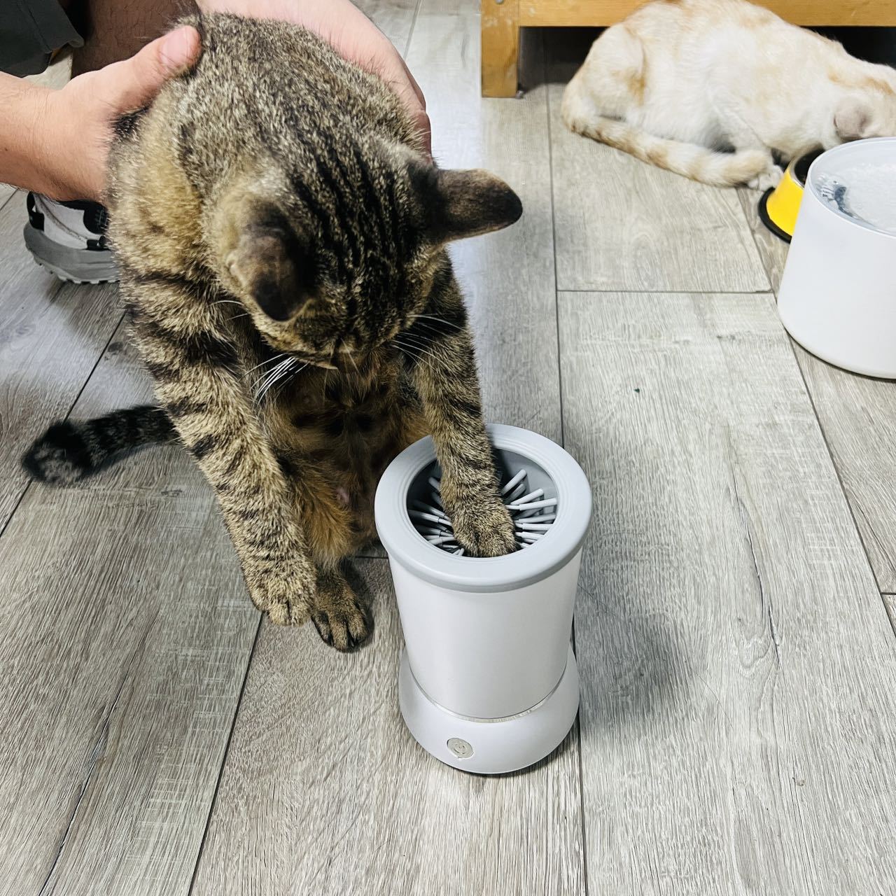 Household pet electric foot wash for cats and dogs, dog and cat paw cleaner, no-wipe automatic foot wash pic 11