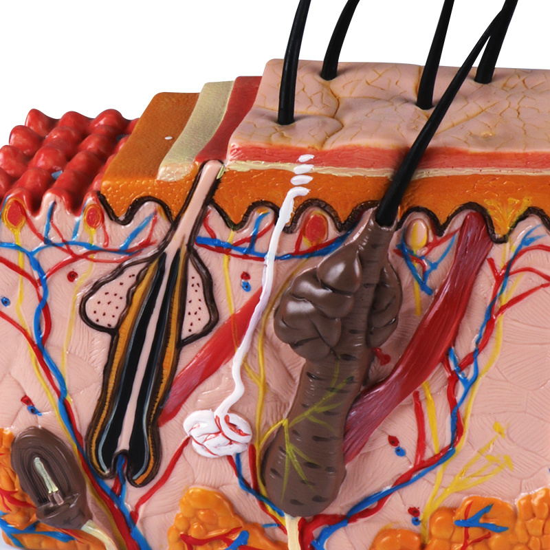 Human teaching model, Skin block model, subcutaneous tissue model, Skin block model pic 4