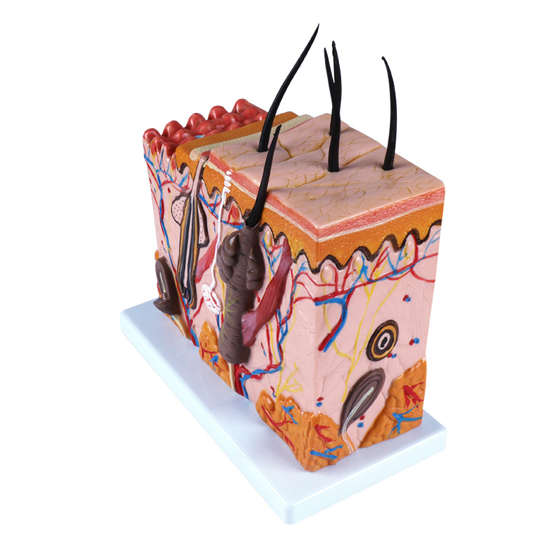 Human teaching model, Skin block model, subcutaneous tissue model, Skin block model pic 1