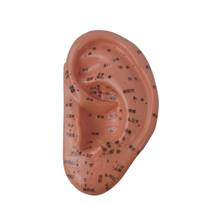 Medical teaching equipment, human acupuncture point models, male and female acupuncture eardrum, foot mask and hand models pic 7