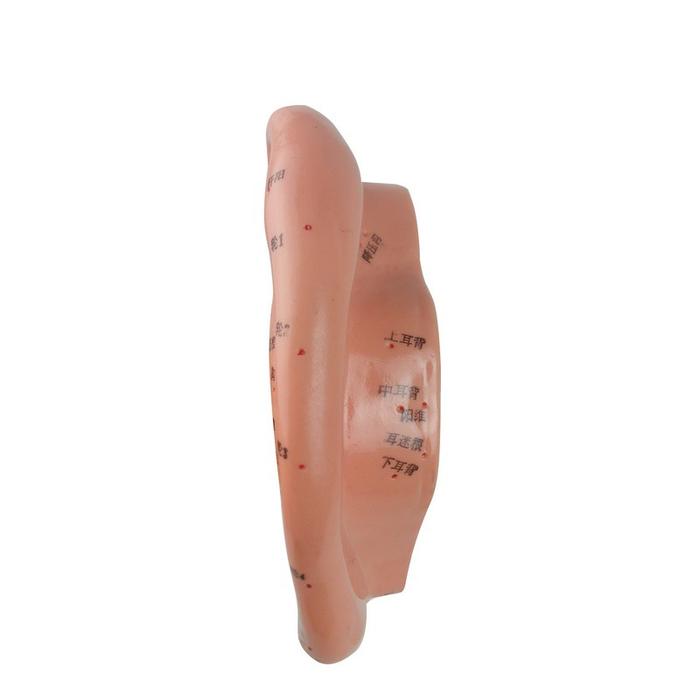 Medical teaching equipment, human acupuncture point models, male and female acupuncture eardrum, foot mask and hand models pic 6