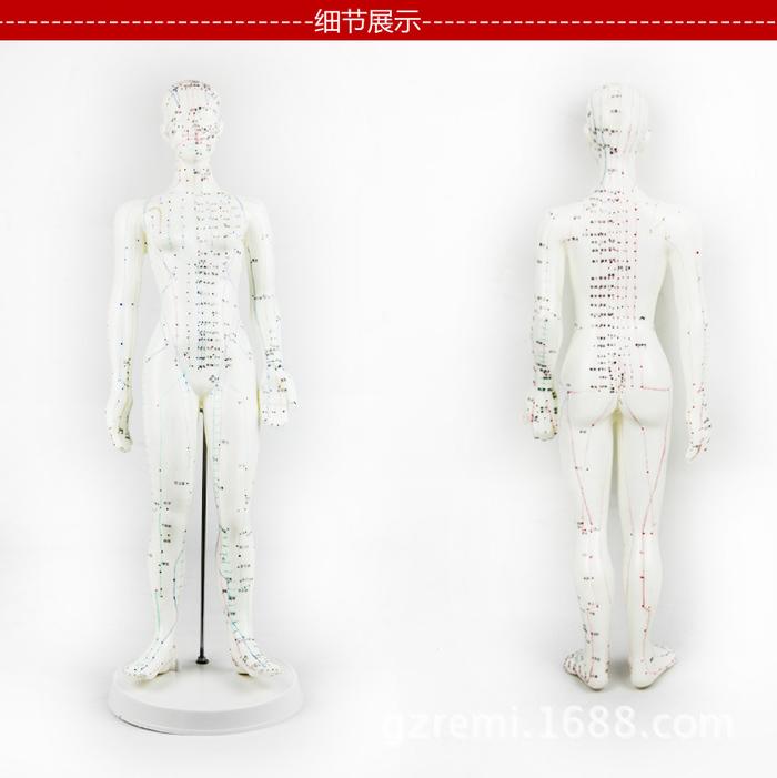 Medical teaching equipment, human acupuncture point models, male and female acupuncture eardrum, foot mask and hand models pic 5