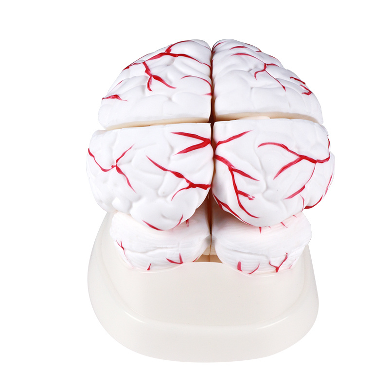 Human experimental teaching model, Cerebral artery model, cerebral artery model, experimental course teaching pic 5