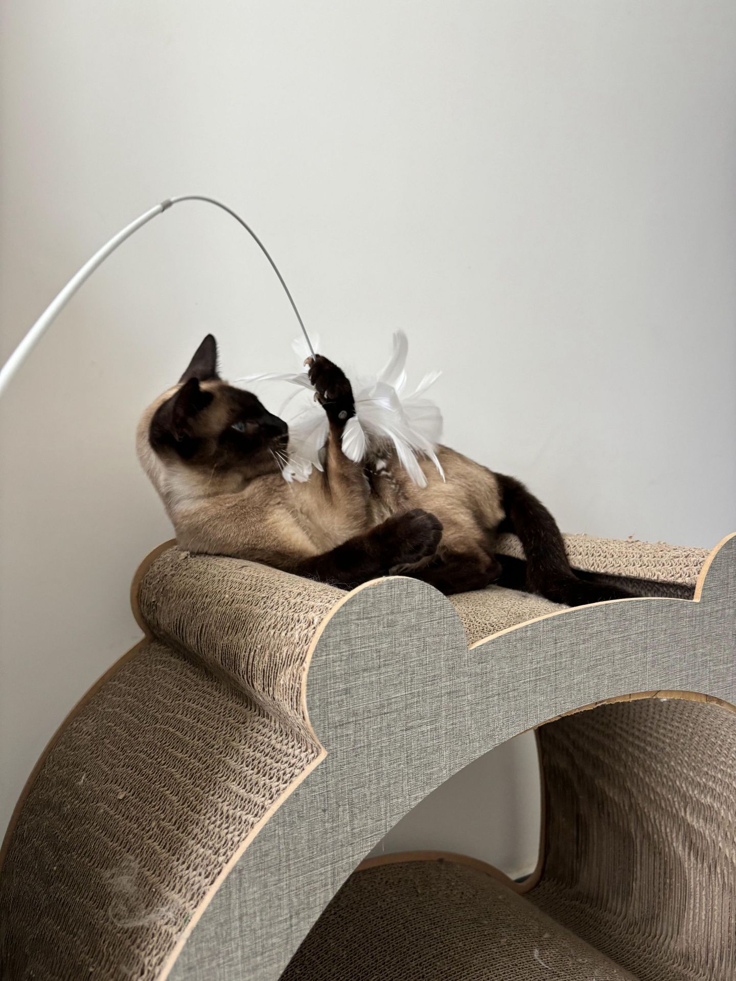 宠物玩具二节伸缩羽毛逗猫棒实木羽毛互动趣味宠猫咪自嗨猫咪玩具详情6