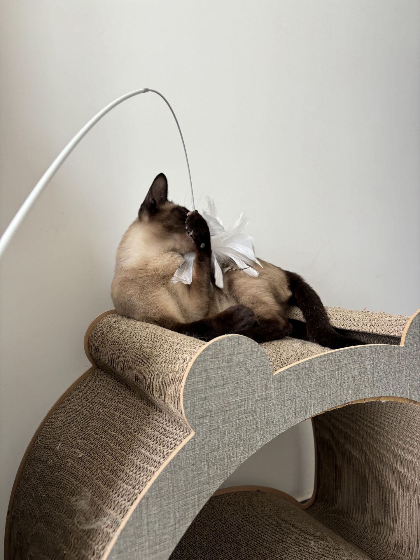 宠物玩具二节伸缩羽毛逗猫棒实木羽毛互动趣味宠猫咪自嗨猫咪玩具详情7