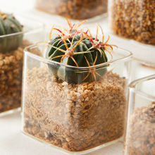 现代简约透明玻璃花瓶多肉仙人掌水培植物花盆方形园艺生态瓶批发