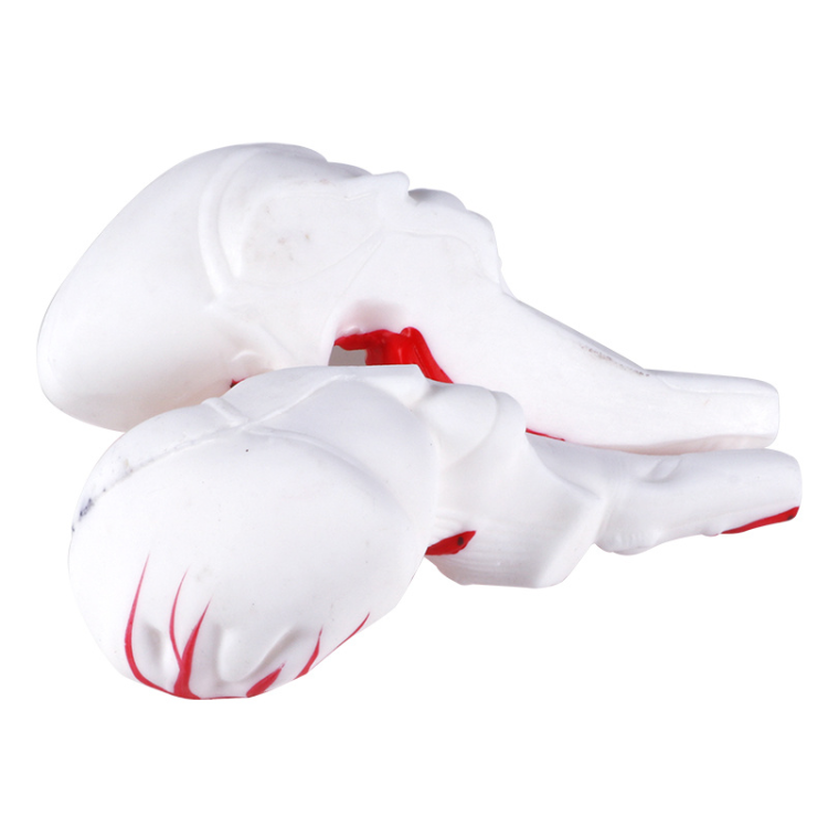 Human experimental teaching model, Cerebral artery model, cerebral artery model, experimental course teaching Item Picture