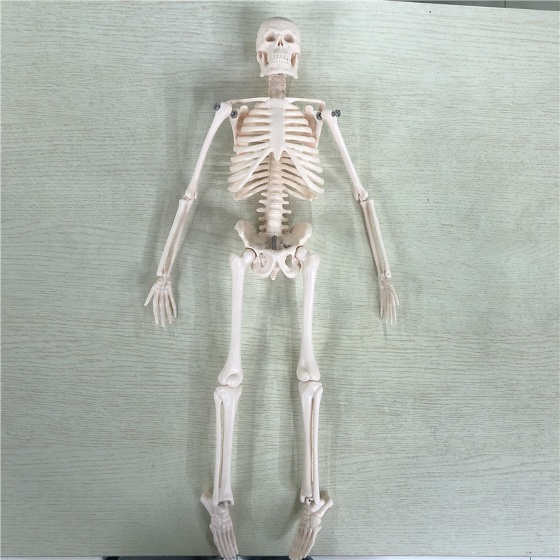 Human skeleton model 180cm human skeleton model 85cm human skeleton model 45cm Application Scenario