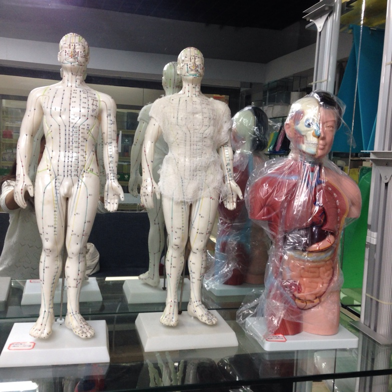 Medical teaching equipment, human acupuncture point models, male and female acupuncture eardrum, foot mask and hand models