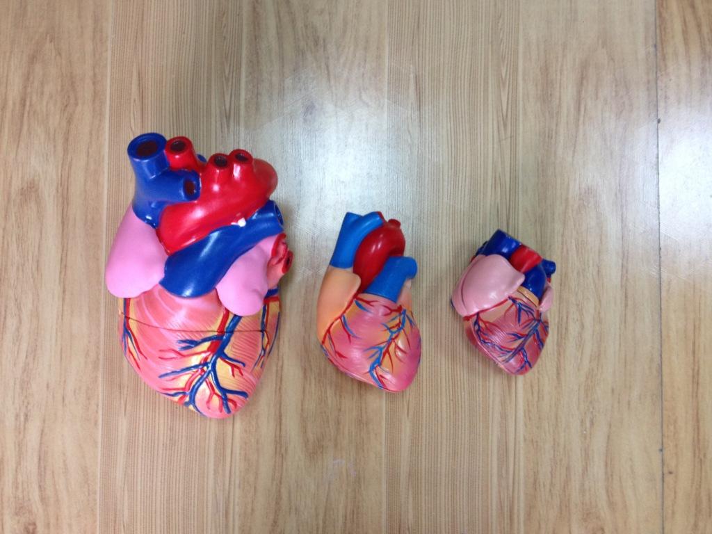 Model simulation of three-dimensional teaching demonstration equipment for human anatomy models in cardiac medicine full figure