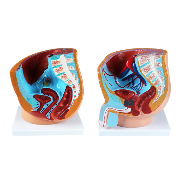 Teaching human body models, male and female sagittal anatomical models, and experimental medical models full figure