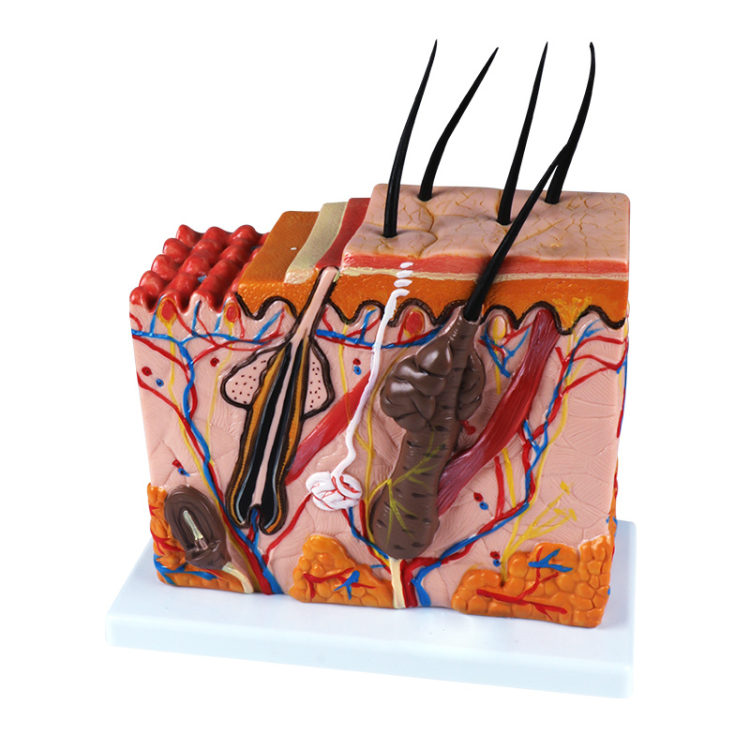 Human teaching model, Skin block model, subcutaneous tissue model, Skin block model Specification image